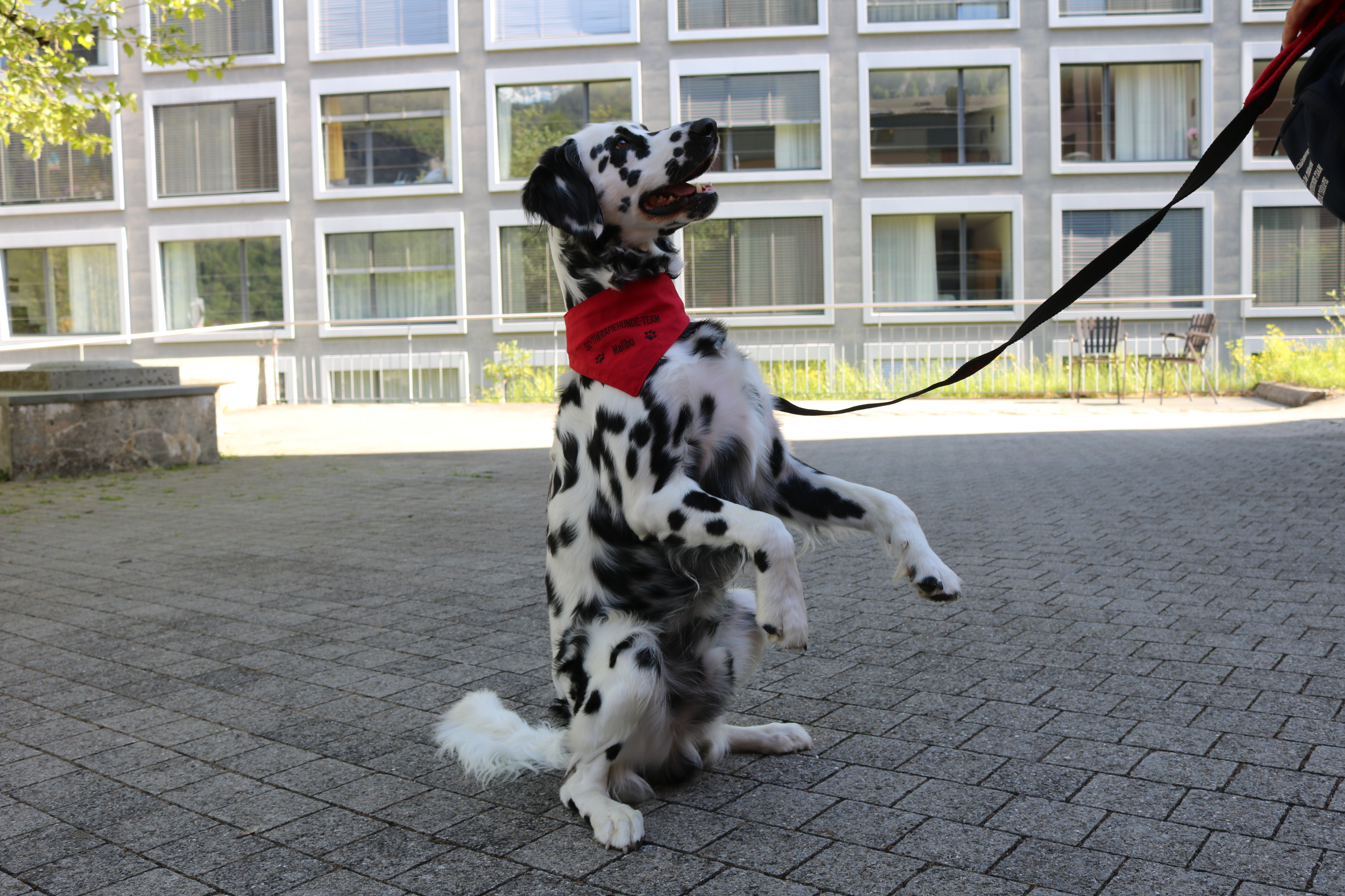 Hundetherapie.JPG Hundetherapie